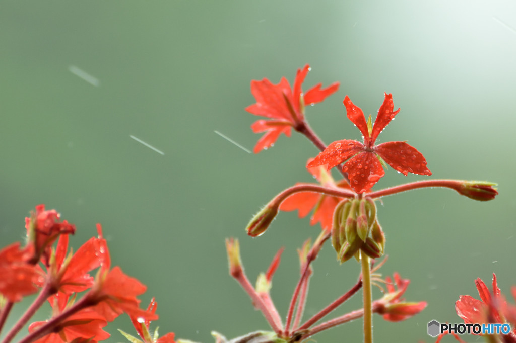 無情の雨