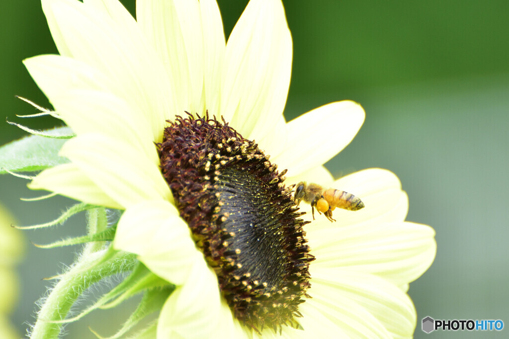 飛んで火に入る夏の虫