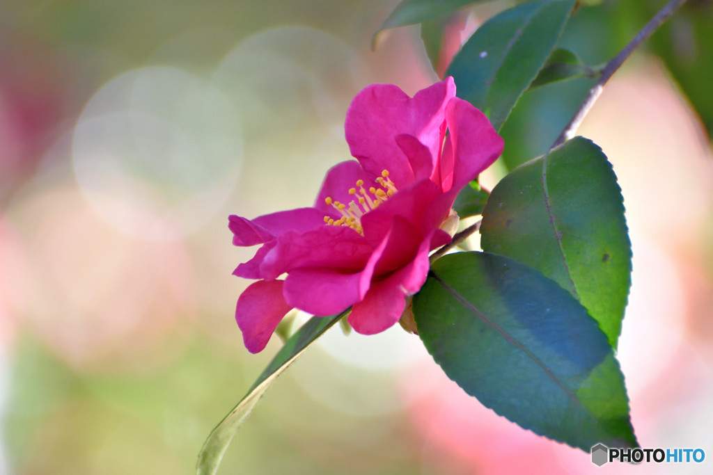 Camellia sasanqua