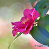 Camellia sasanqua