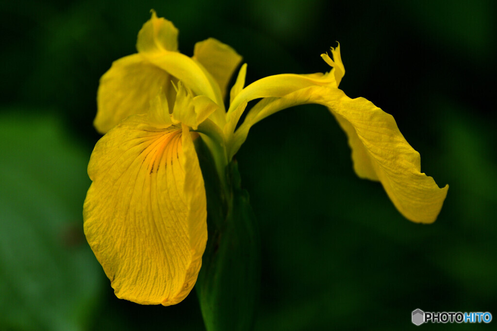 Yellow frag
