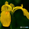 Yellow frag
