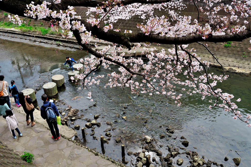 大岡川の桜ー２
