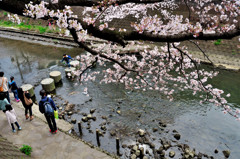 大岡川の桜ー２