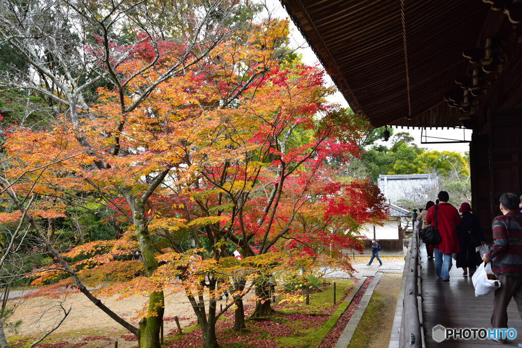 京都の紅葉２０２０　その２０