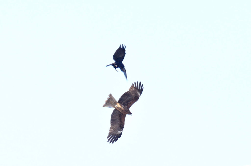 空中戦