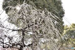 城南宮枝垂れ梅　その３