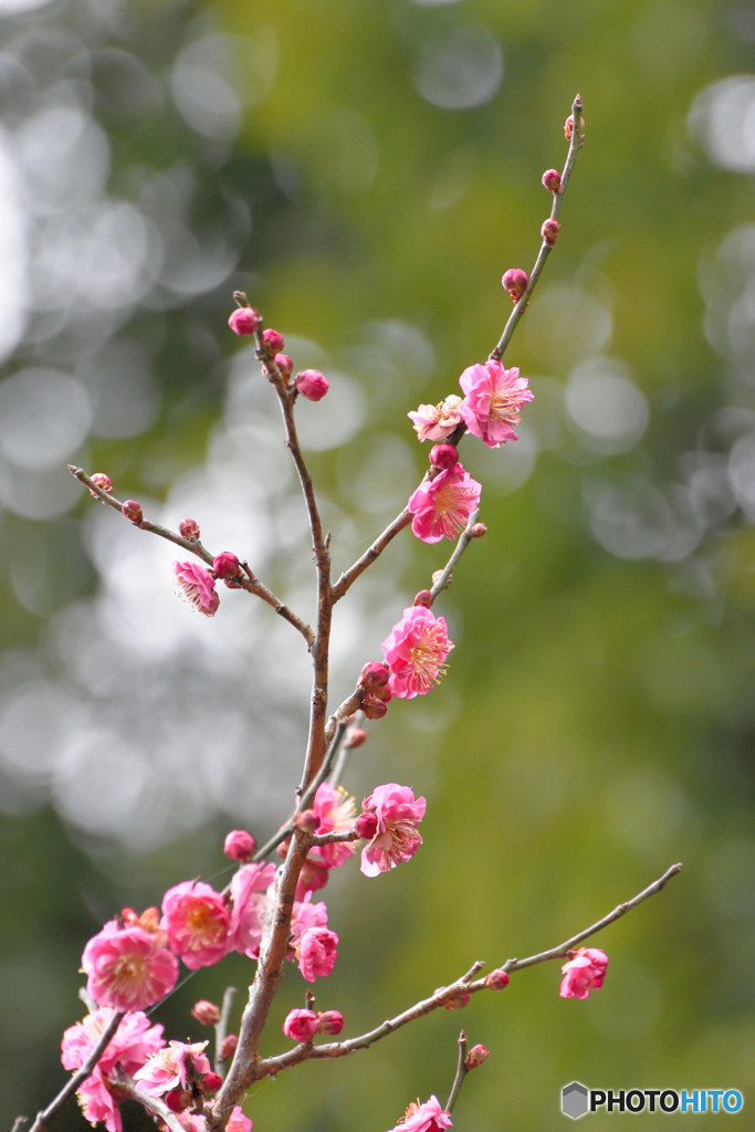 春光