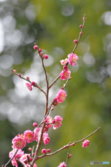 春光