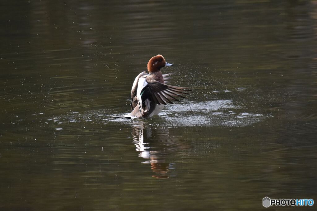 食後の羽ばたき