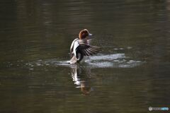 食後の羽ばたき