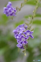 あなたを見守る