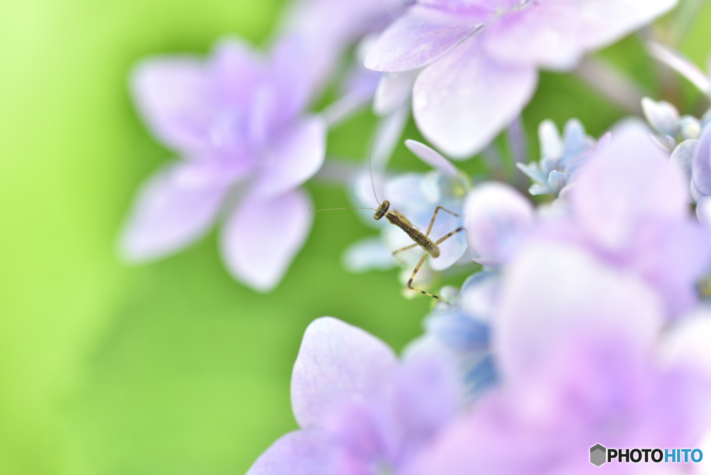 チビカマの冒険