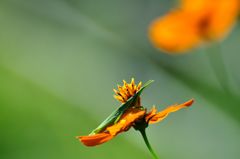 僕だって花が好き