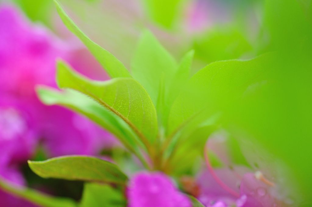 主役は花だけ・・