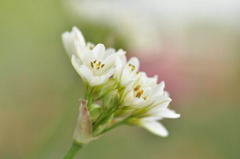 バラだけが花じゃない