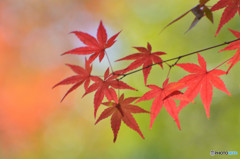 散歩がてらの紅葉狩り　Ⅰ