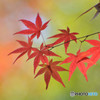 散歩がてらの紅葉狩り　Ⅰ
