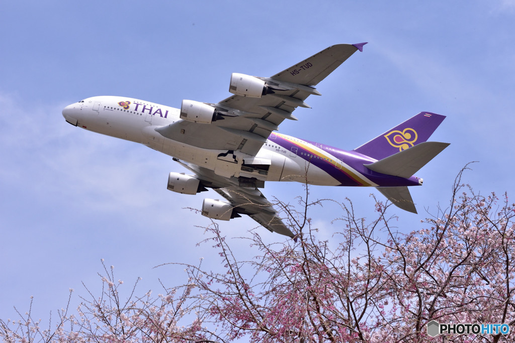 さくらと飛行機　⑨