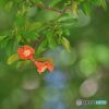 紅二点