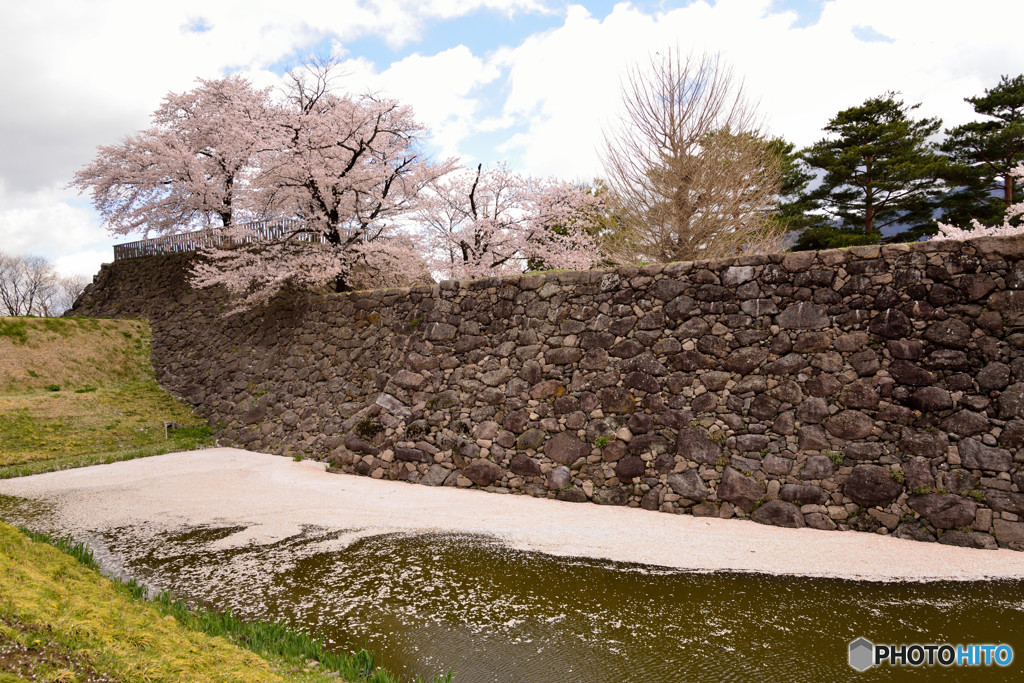 信州桜めぐり　松代城址　④