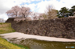 信州桜めぐり　松代城址　④