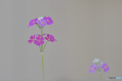 微かに聞こえる春の足音