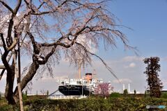 枝垂れ桜と氷川丸