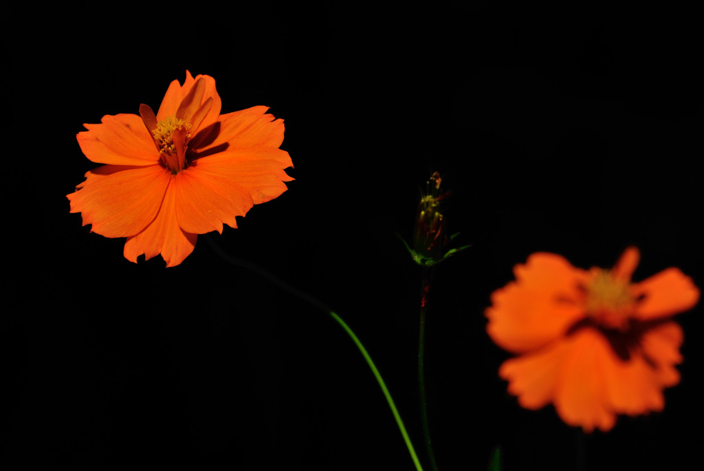 闇に咲く花