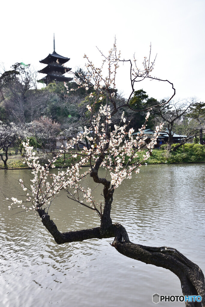 三渓園