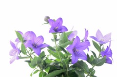 balloon flower