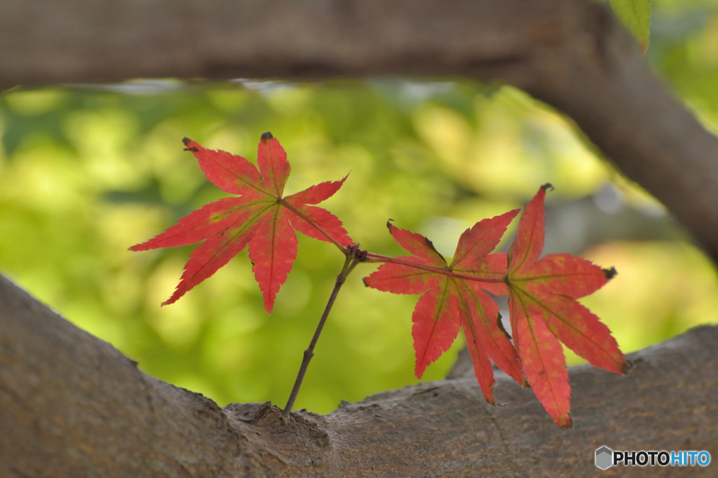 目の中に入れた紅葉
