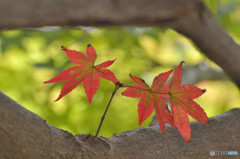 目の中に入れた紅葉