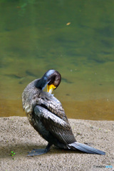 カワウのポートレート