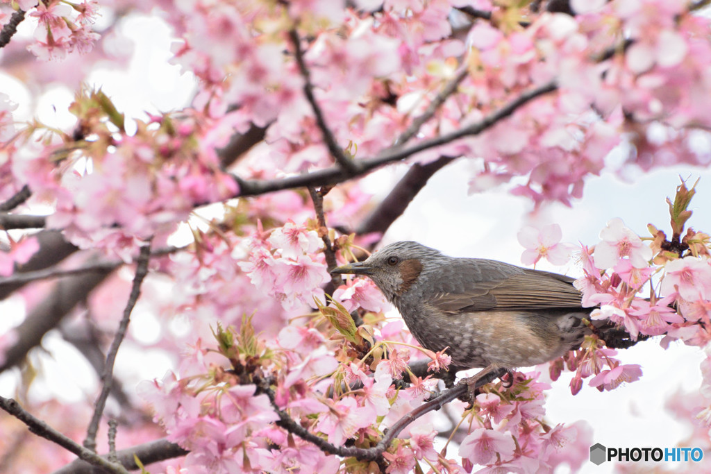 桜の中のヒヨ撮り