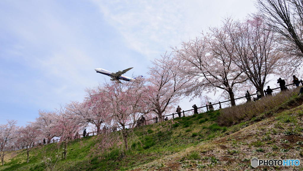 桜と飛行機　③