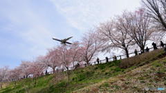 桜と飛行機　③