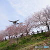 桜と飛行機　③
