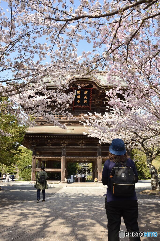 鎌倉の桜　建長寺　その２