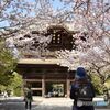 鎌倉の桜　建長寺　その２