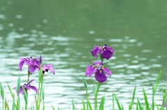 水面をわたる緑の風