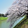 千鳥ヶ淵　緑も映えて