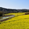 黄色い草原を駆け抜ける