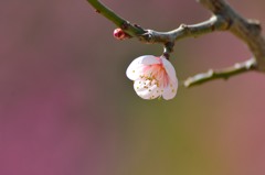 梅一輪　感じる春の　暖かさ