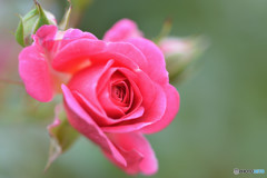 gracefully