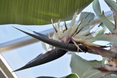 ストレリチア・アルバ