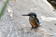 かわせみ幼鳥