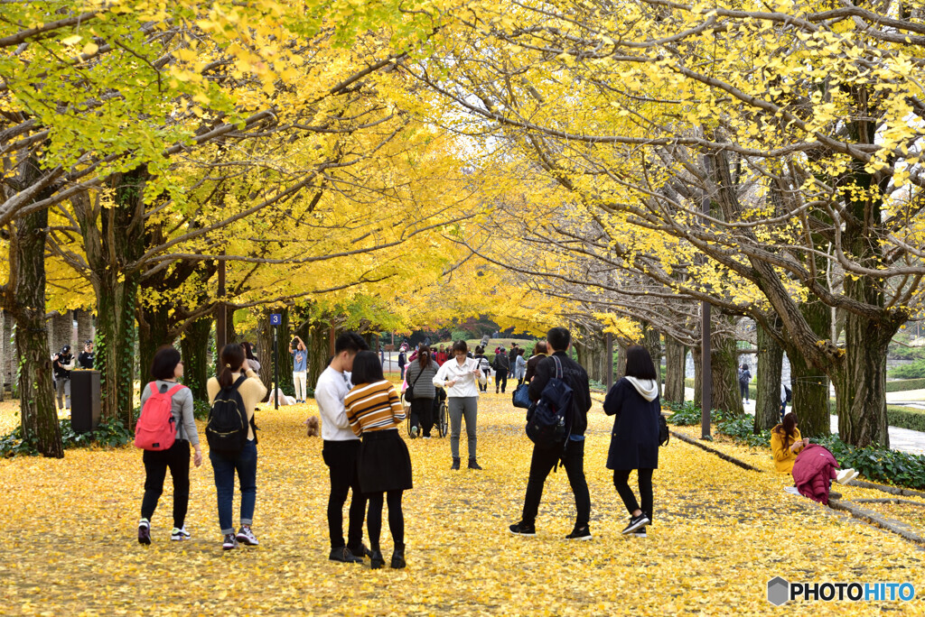 Yellow Carpet