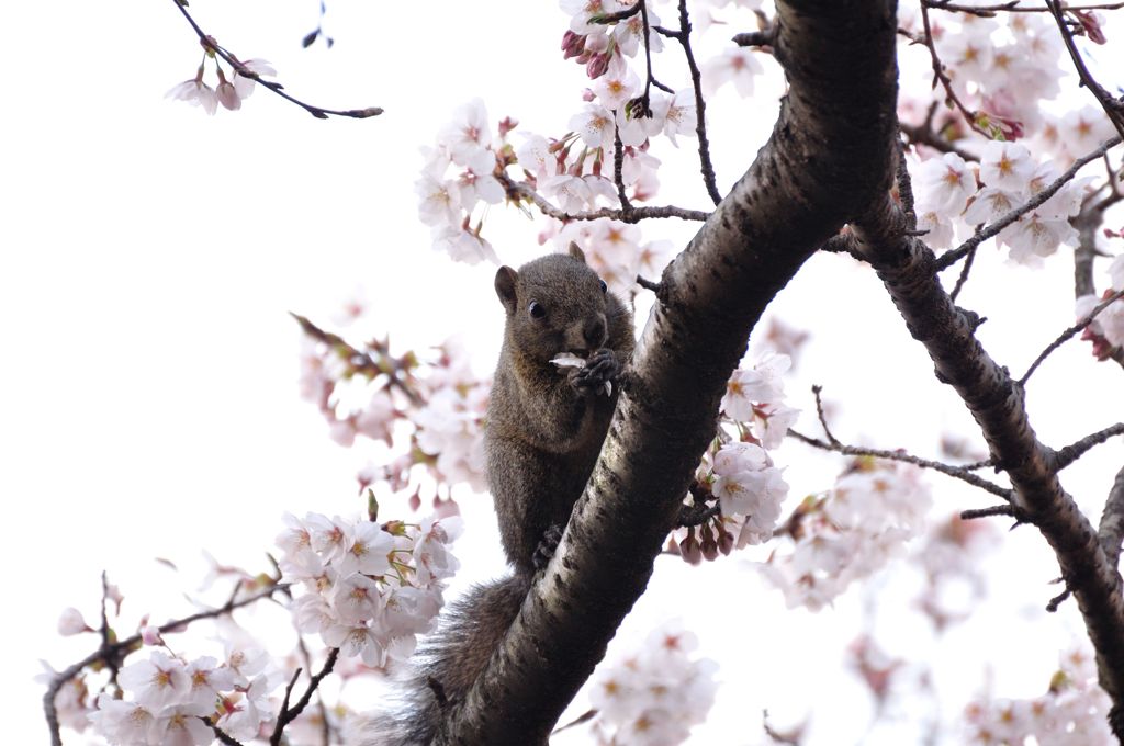 爺さんは見た!!　桜を食べるリス