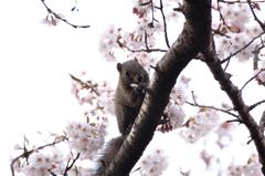 爺さんは見た!!　桜を食べるリス